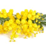 Mimose