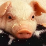 aborto_mela_maiale_libro-per-bambini