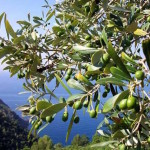 Ulivi-sicilia