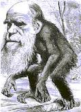 ARHGAP11B, il gene che dimostra che tra noi e le scimmie c’è una differenza davvero bestiale…