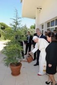 Quel cedro piantato dal Papa
