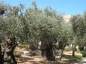 Ricerca scientifica: ulivi del Getsemani immuni da virus e batteri, hanno stesso Dna