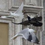 Colombe attaccate dal corvo e dal gabbiano in Vaticano
