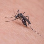 mosquito