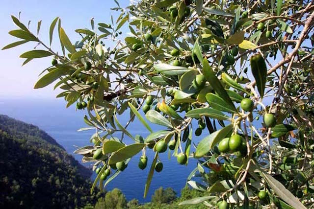 Il PD ha votato in Europa contro l’olio siciliano. I siciliani non dimenticheranno.